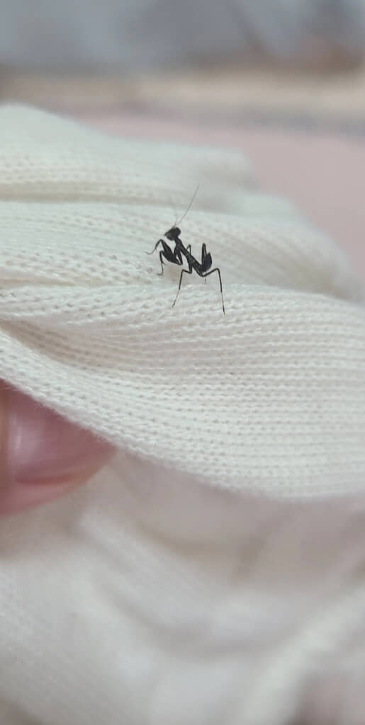 カマのようなものをしっかり構えている