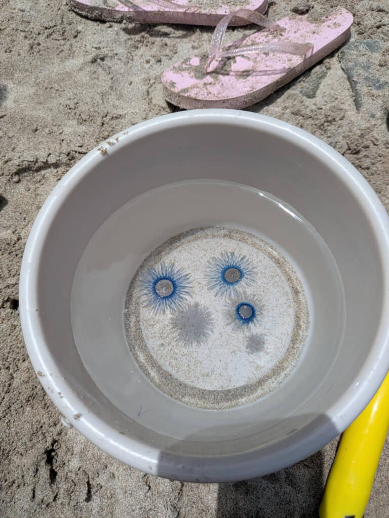 海で見つけた生き物