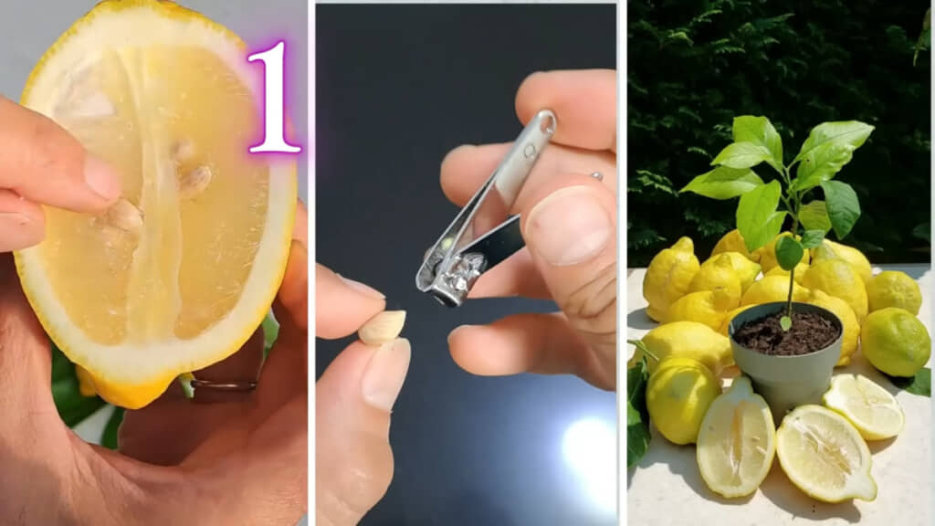 レモンの果実から取った種を育てるコツを紹介