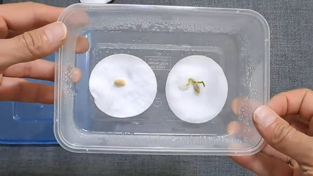 左が取ってそのままの種。右が先端をカットした種。約1週間で右は発根・発芽を確認