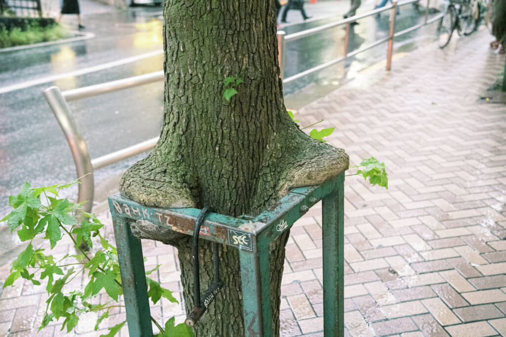 両腕を乗せてくつろいでいるような街路樹