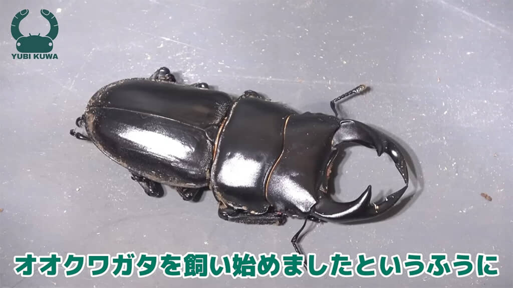 むしさんが飼育しているオオクワガタのオス、立派です