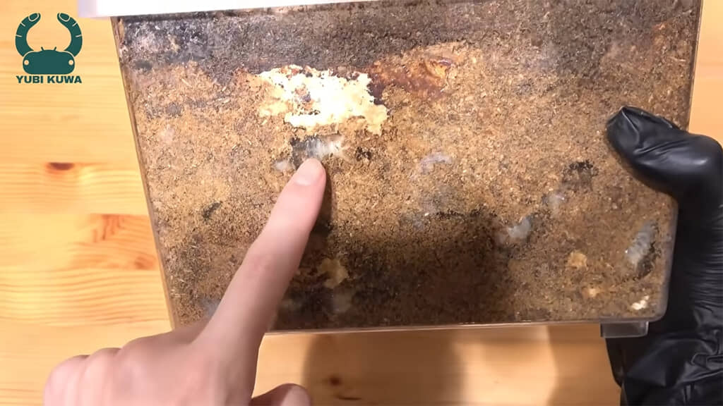 こちらの面には4匹の幼虫がいました