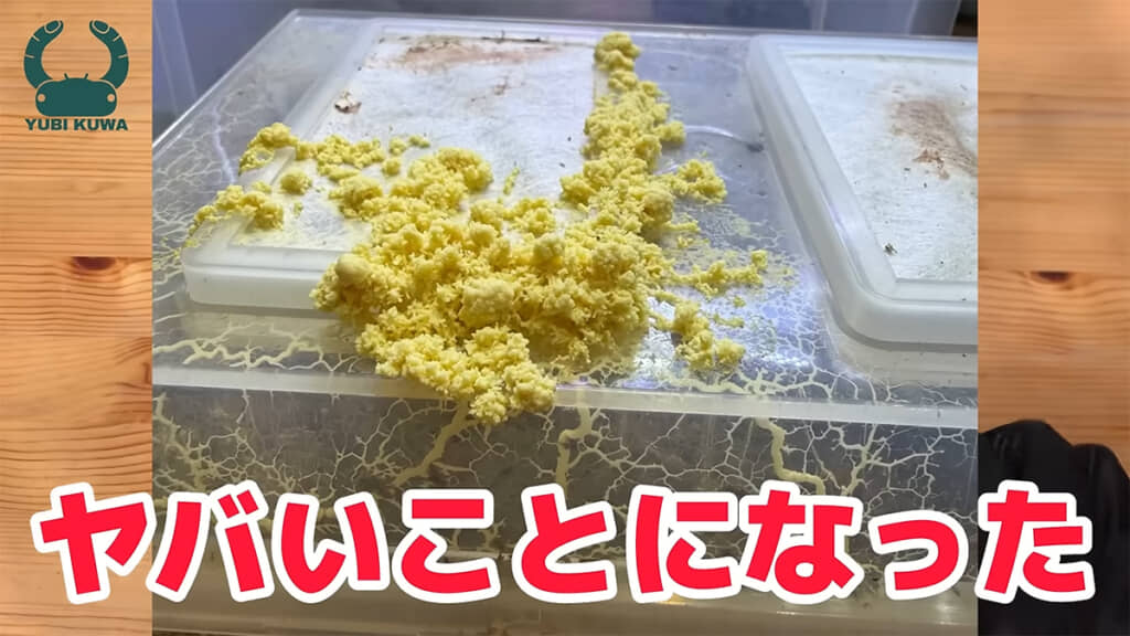 プラケースに黄色い謎の物体が大量発生してしまいました