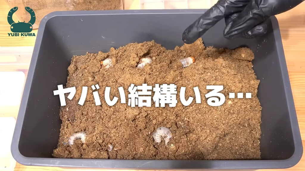 プラケースの中にはたくさんの幼虫が