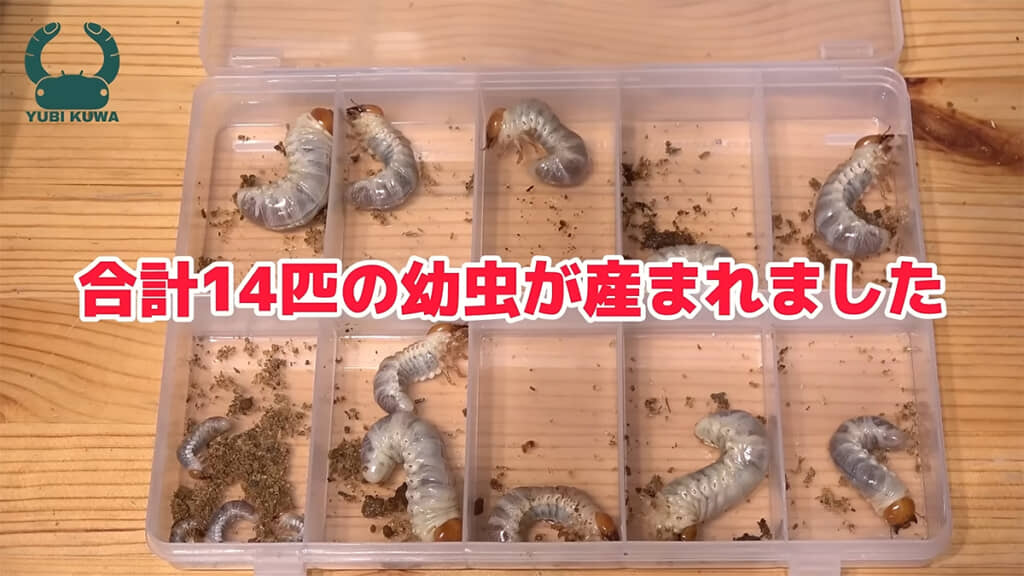 14匹もの幼虫が産まれていました