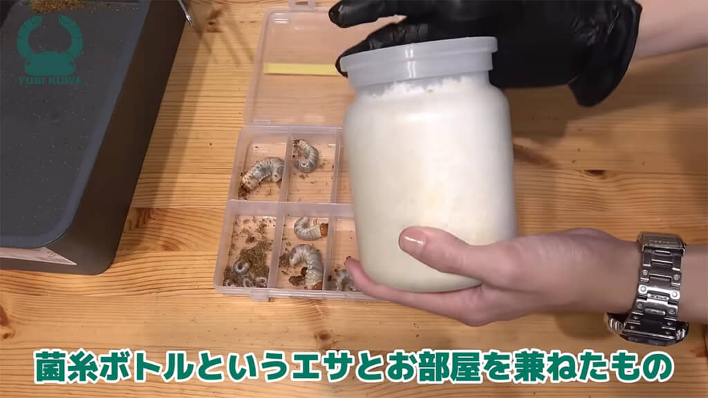 エサと家を兼ねた便利アイテム「菌糸ボトル」