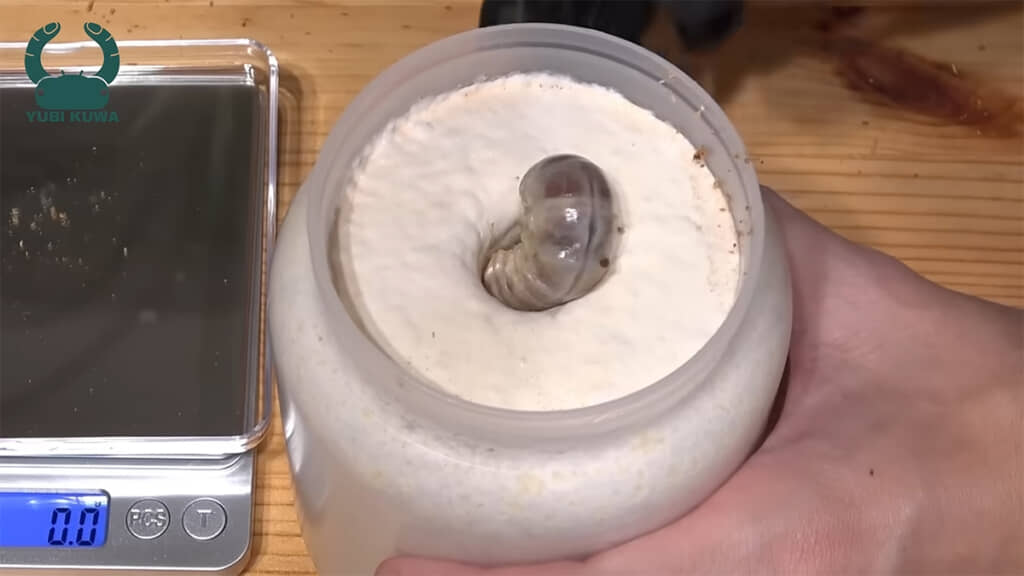 菌糸ボトルに潜っていく姿がかわいいです