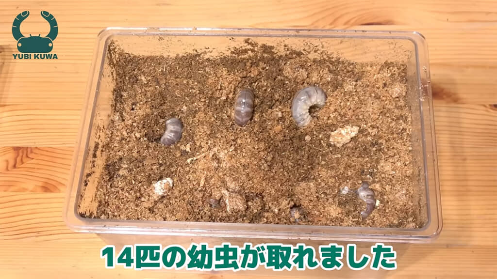 残る幼虫は一旦元のケースに戻ってもらいました
