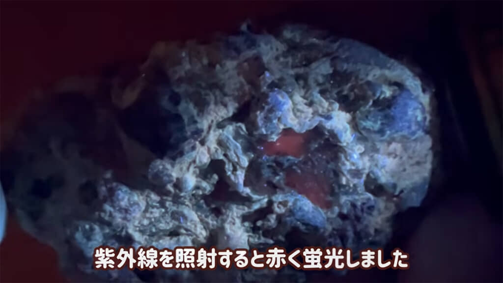 紫外線を照射すると赤く蛍光しました