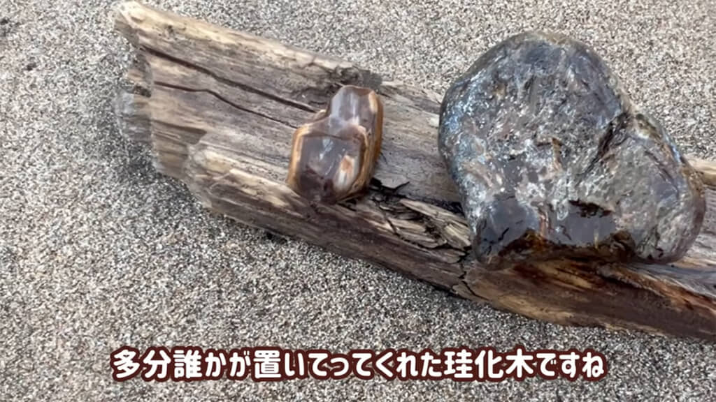 石を知る人が置いていったものと思われる珪化木