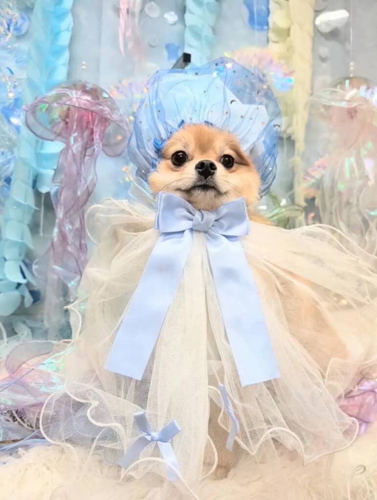 クラゲにされてしまったるーくん