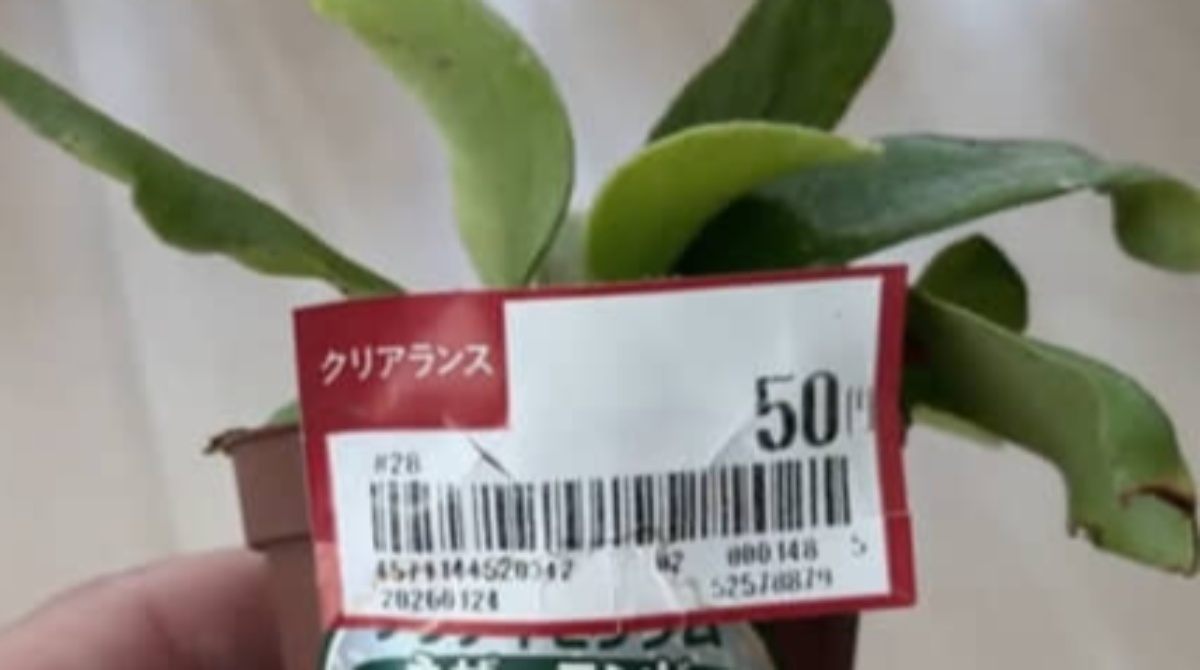 ホームセンターで処分品“50円”だった植物→持ち帰ってみると…… 半年後の姿に「すごい!」「育ててみたい」(1/3) | ライフスタイル ねとらぼ