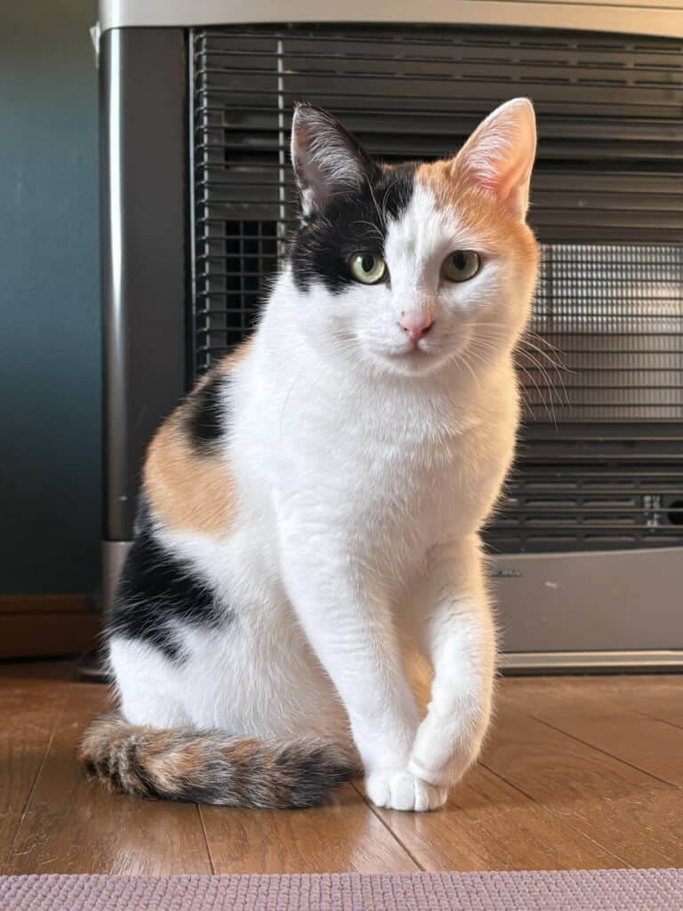 きれいでかわいい！