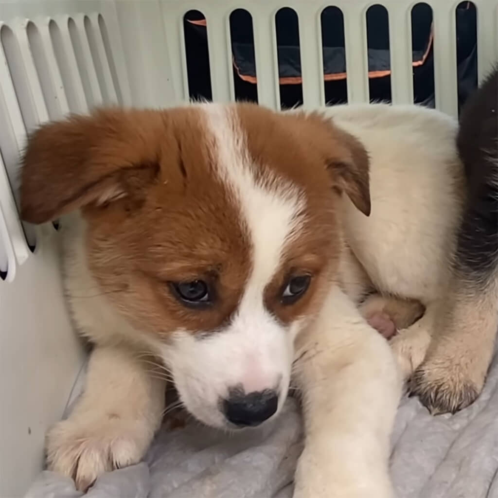 おびえた犬