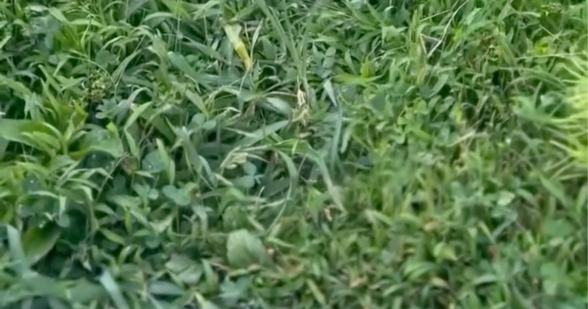 イネ科植物が生い茂る庭→抜かずに刈って2年後…… 驚きの変化に「良い事だらけです」「参考にさせていただきます」と300万再生(1/3) | ライフスタイル ねとらぼ