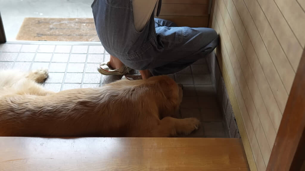 作業中の飼い主さんに寄り添う、るこるくん