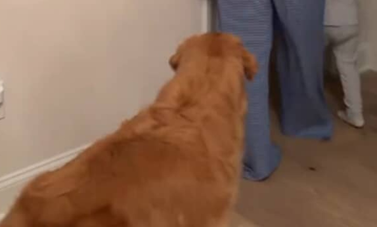ママが3歳息子を寝かしつけたら、愛犬のゴールデン・レトリーバーがついてきて……「これは泣く」　320万再生の姿に「なんて尊い」【海外】（1/3） | 犬 ねとらぼ