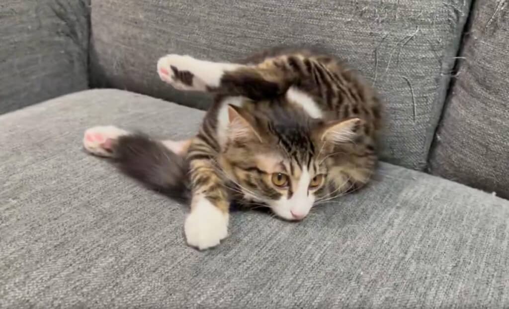 前からのアングル