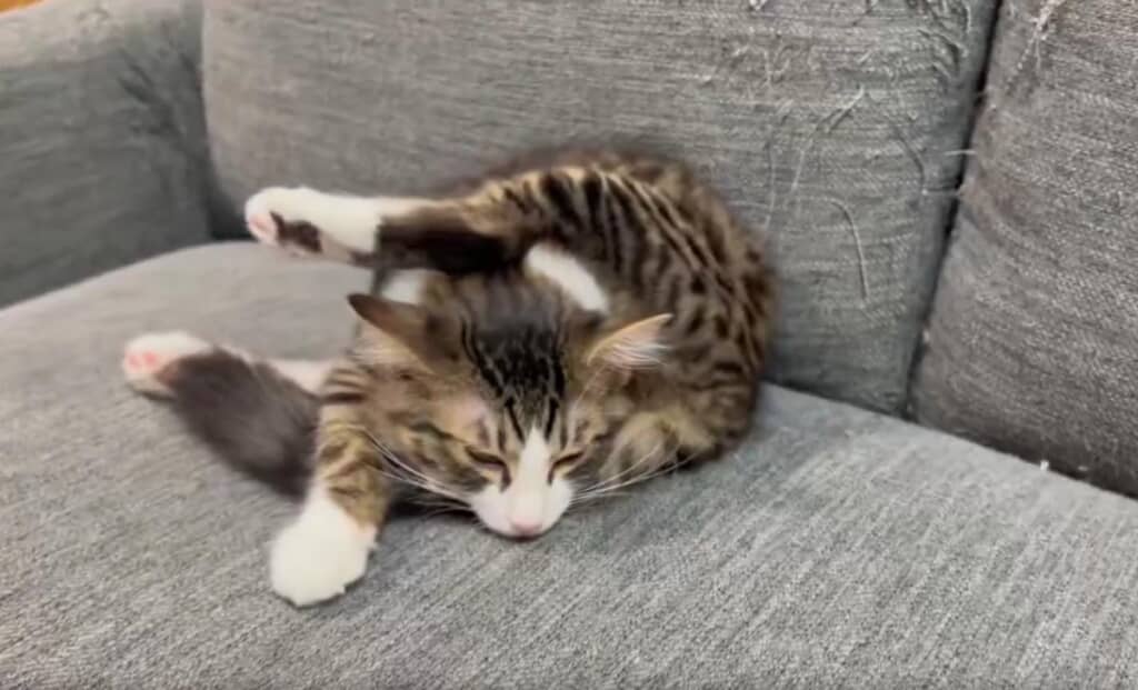 子猫自身はリラックスしている様子