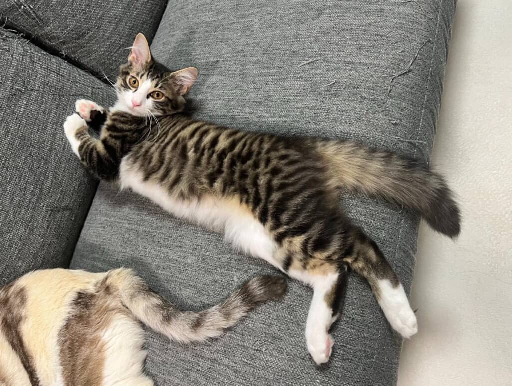 もふもふしっぽがかわいい