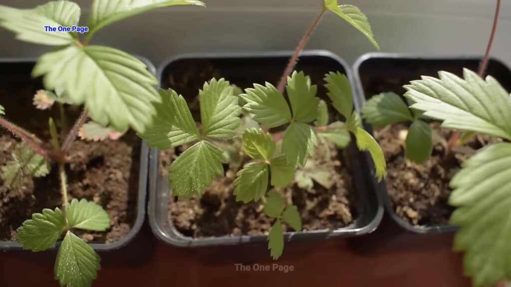 採取した種全体の約50%が発芽。成長後は小さめの鉢に別々に植え替えています