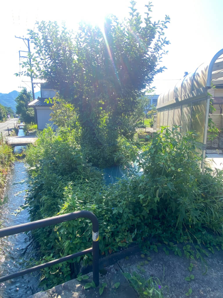 草の間からわずかに見える防草シート