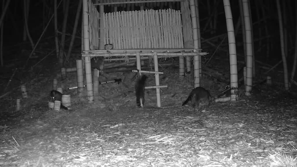 たくさんのアライグマが住んでいるようです