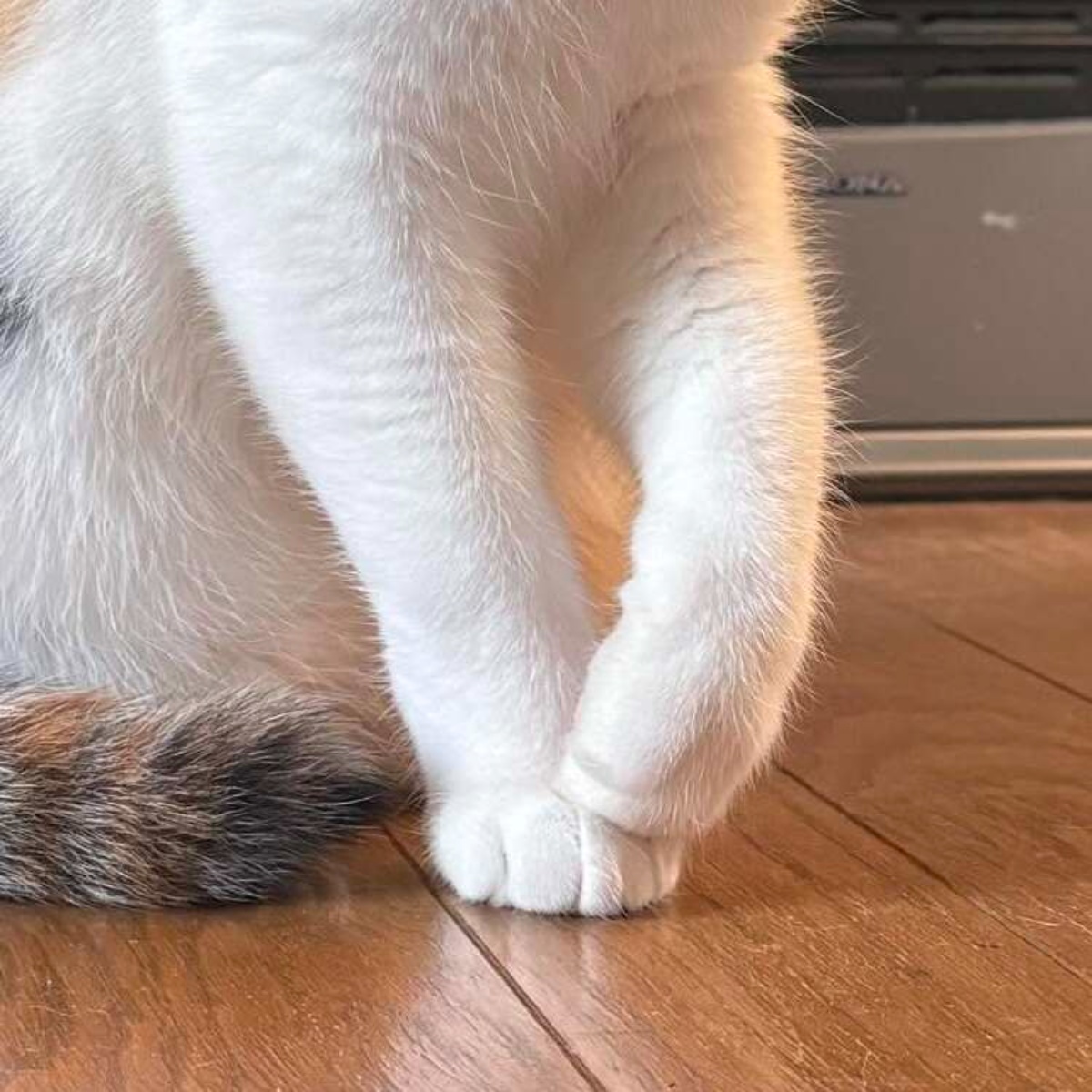 お客によく「こんな綺麗な三毛猫見たことない!」と言われる愛猫を見ると…… 「橋本環奈にしか見えません」「北川景子だと思います」 8カ月後の様子を飼い主に聞いた(1/3) | 猫 ねとらぼ