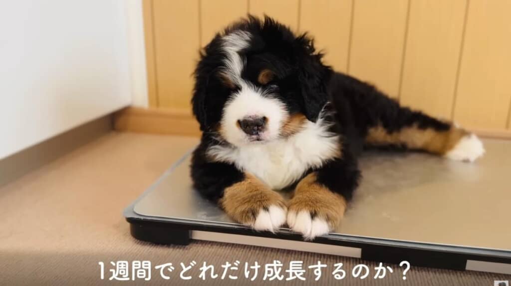 バーニーズの子犬は1週間でどこまで大きくなる？