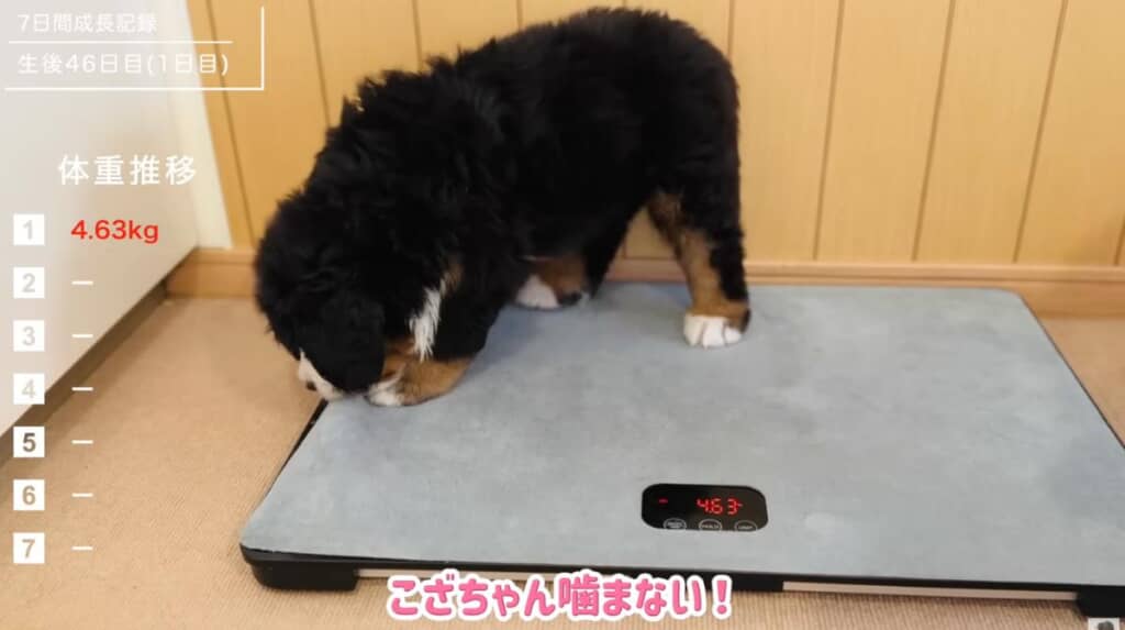 1日目の体重測定では4.63kgを記録