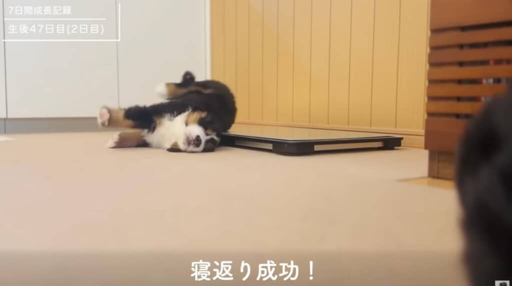 2日目には寝返りができるように！