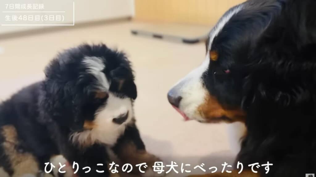 でも、なだまだ甘え盛り