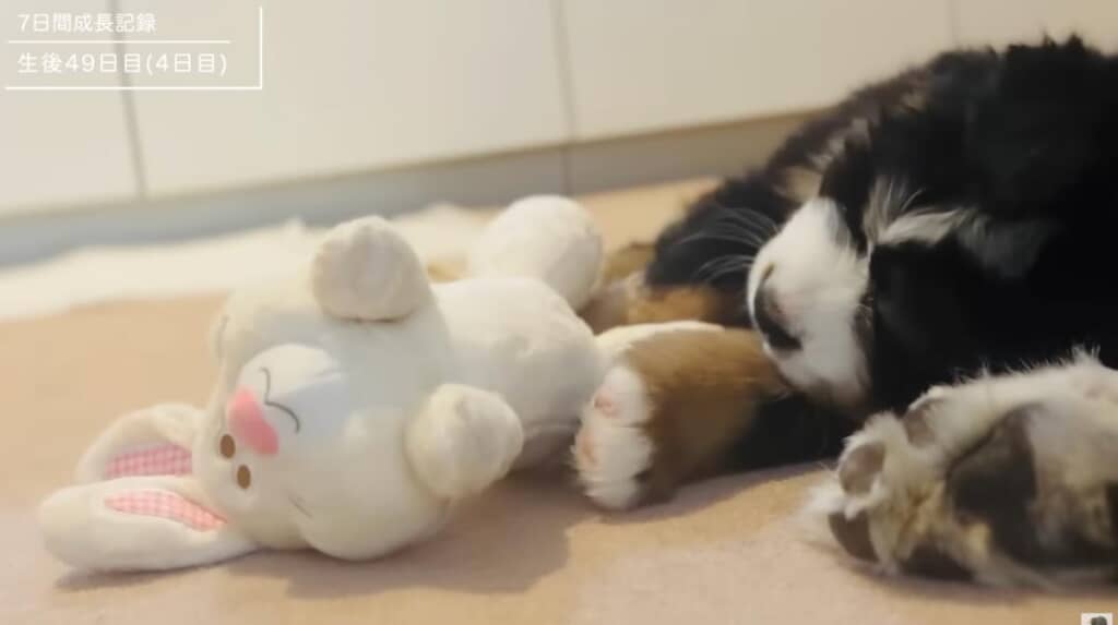 お気に入りのぬいぐるみで遊ぶこざくん