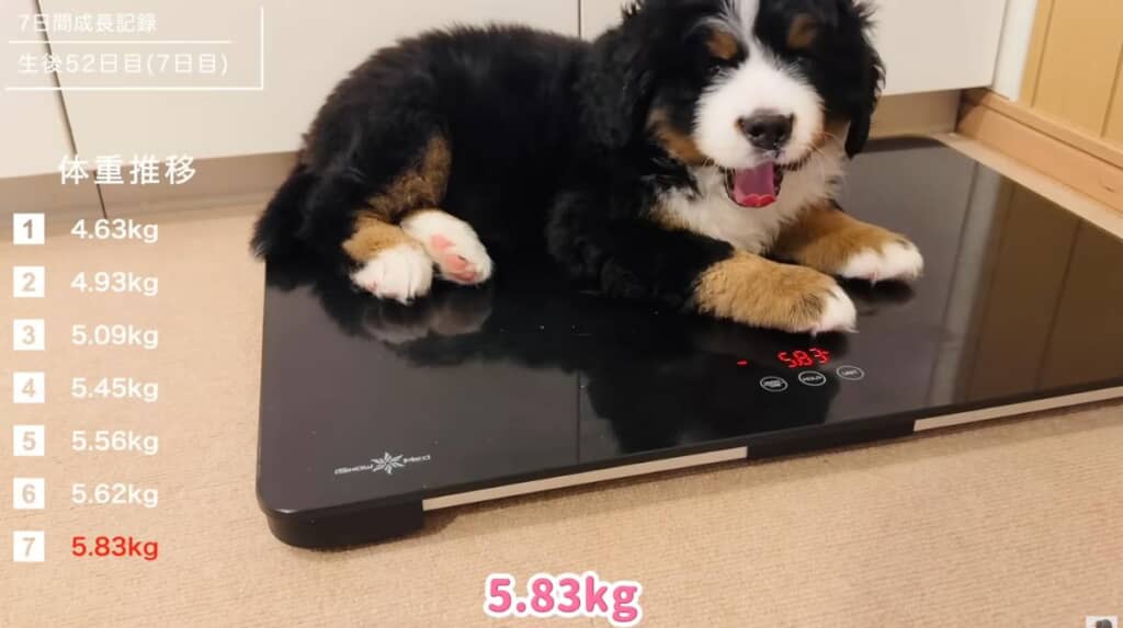 1週間で1.2kgも体重が増えました