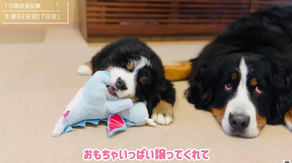 ママのおさがりも気に入ったようです