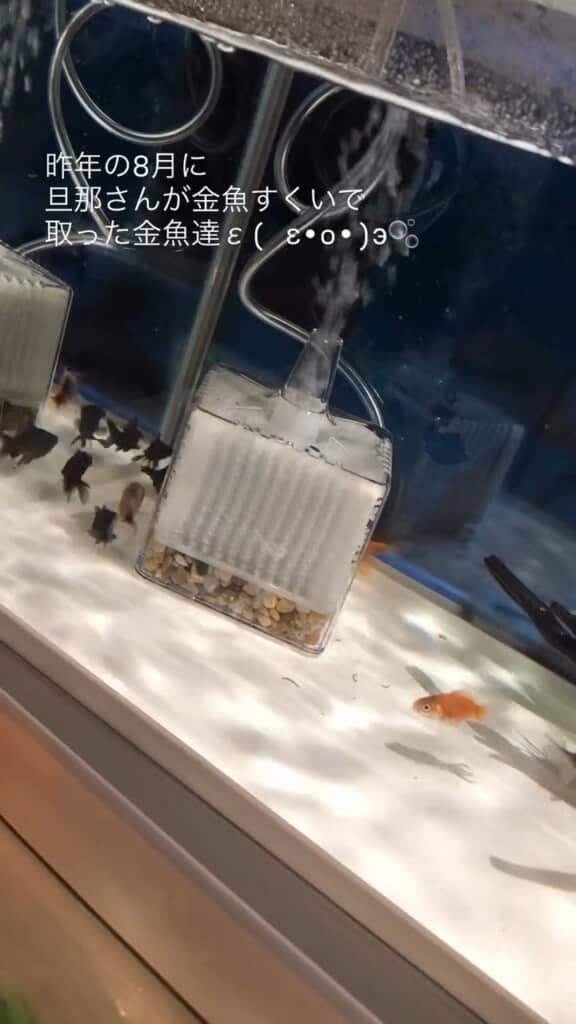 水槽の中のたくさんの金魚