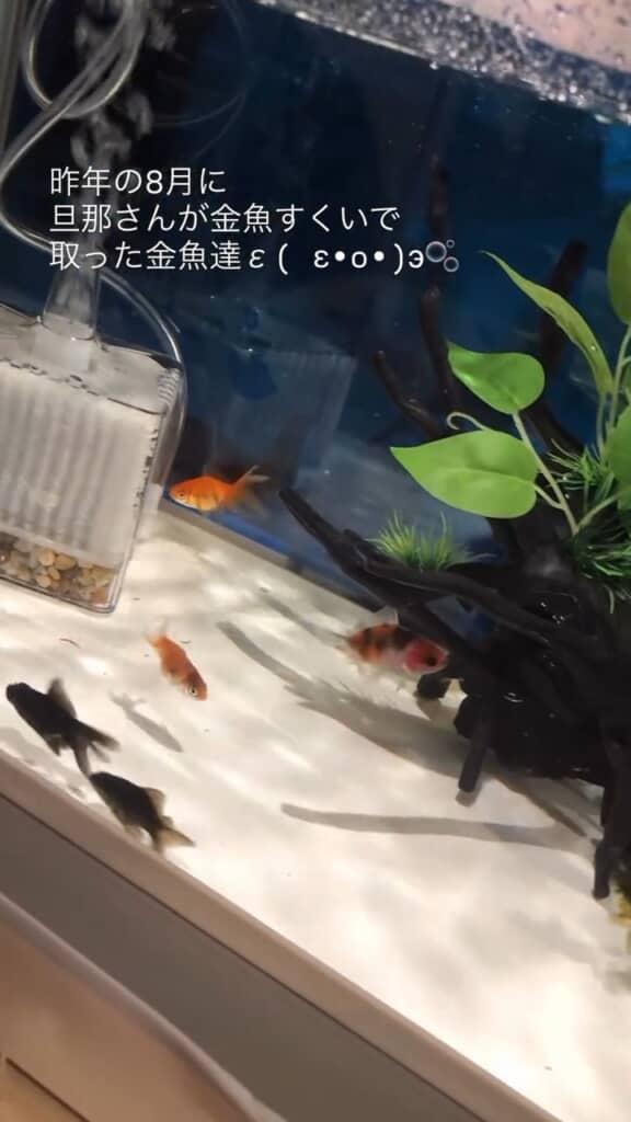 いろいろな種類の金魚たち