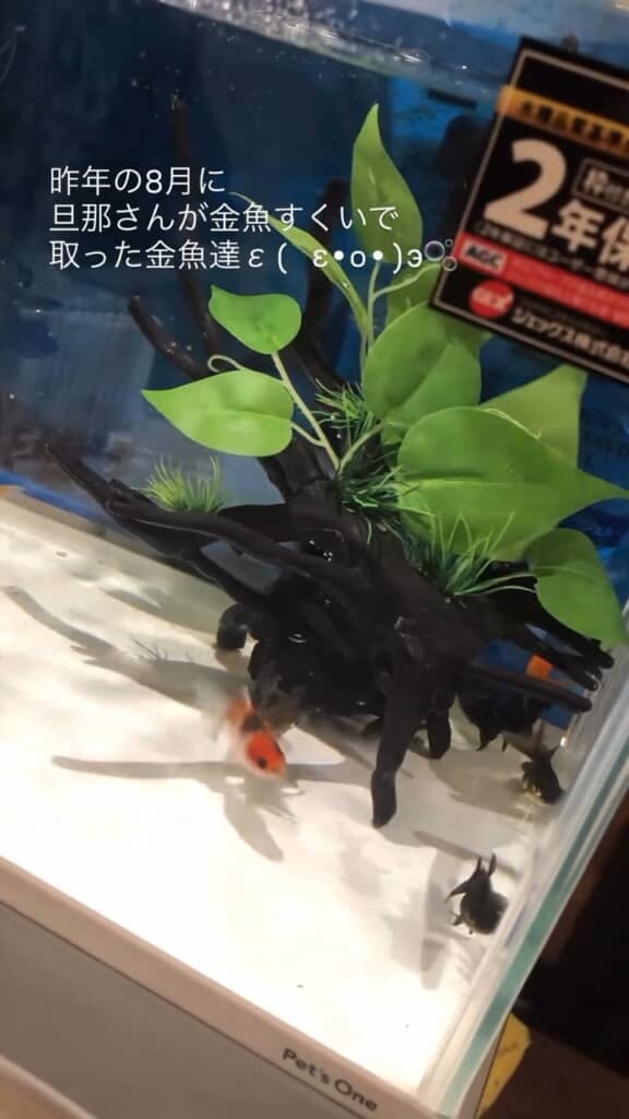 チョコチョコ泳ぐ姿がかわいい