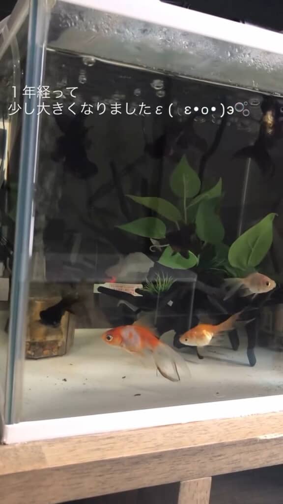 1年で成長した金魚たち
