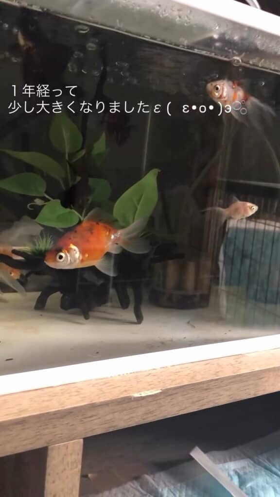 ゆったりと泳ぐ様子