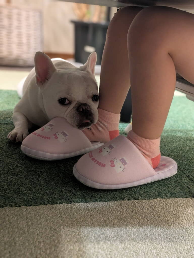テーブルの下にウメちゃん!