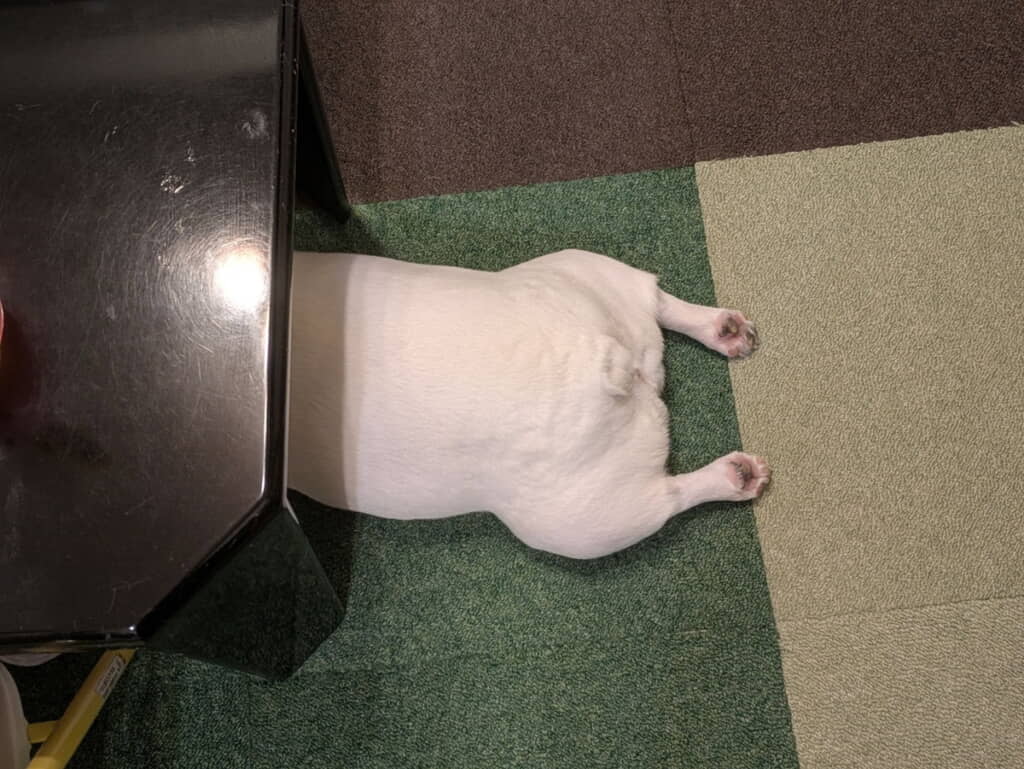 たまらないお尻