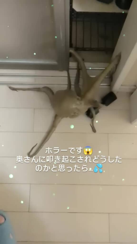 自力で扉を開けて室内に侵入してきたマダコ