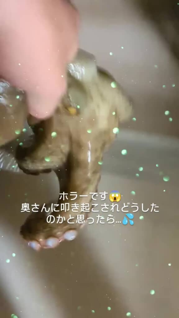 片手でマダコを水槽へと運ぶ投稿者