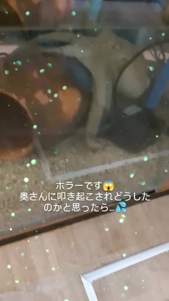 水槽内にいるマダコ