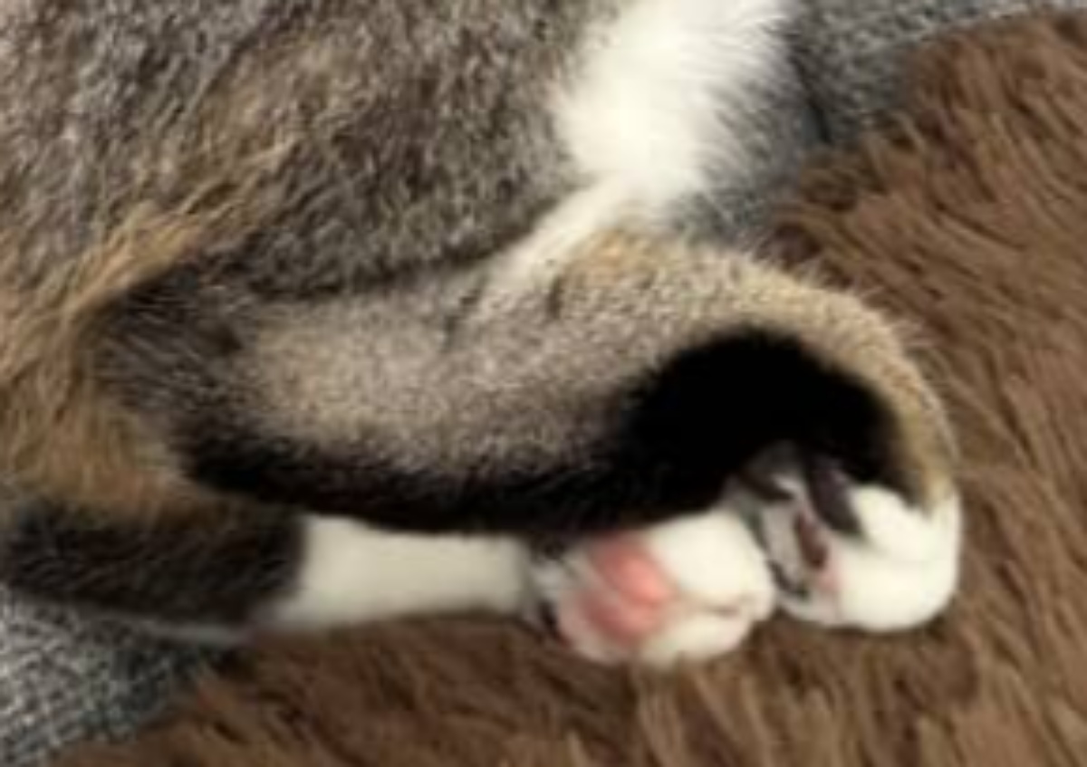 飼い主「うちの子ってリスでしたっけ?」→まさかの姿に「ホントだ!」「想像以上にリスだった」「スペシャルですね」(1/3) | 猫 ねとらぼ
