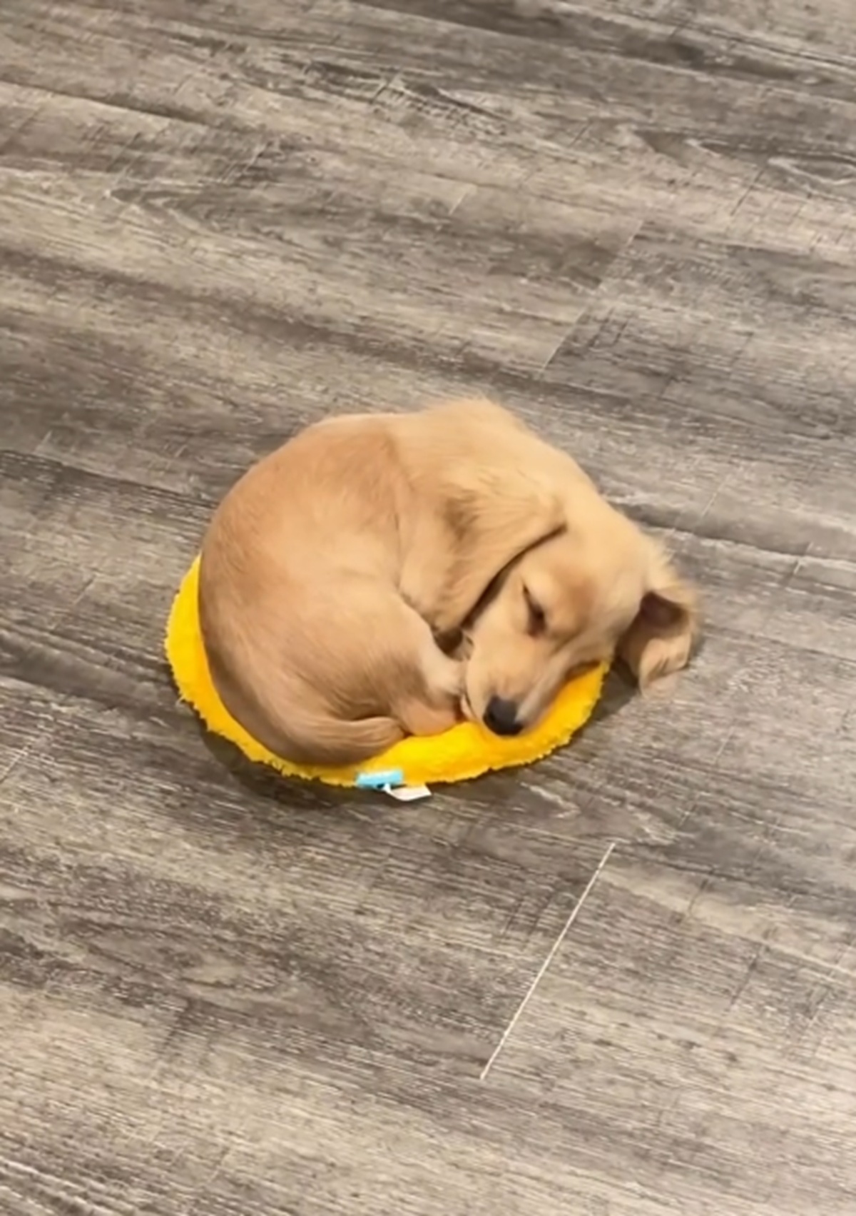 ピザマットに収まっている子犬のウォリー