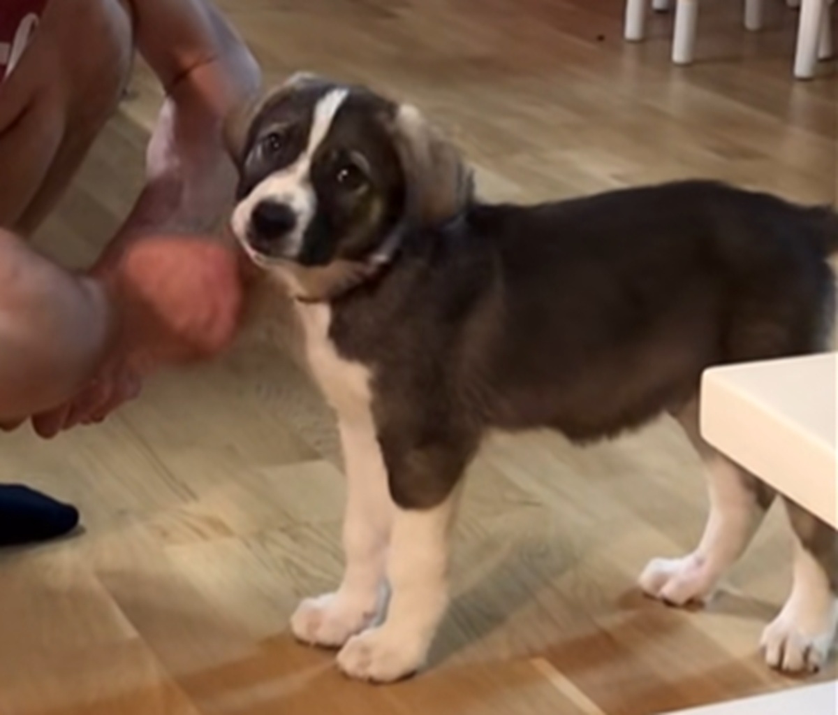 「ラブラドールのミックス犬だよ」と言われ迎えた子犬→5年後……「もはや馬」　1220万再生の姿に「おったまげた」【海外】（1/2） | 犬 ねとらぼ