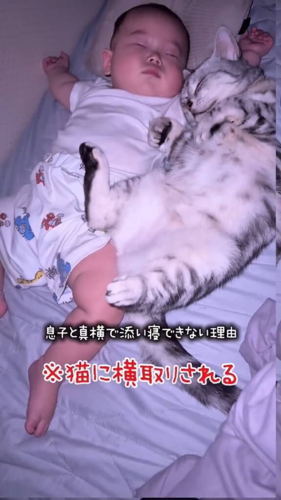 添い寝できない理由は、息子の隣を猫が陣取って眠っているから